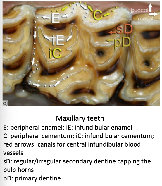 <p>-malocclusion</p><p>-periodontal disease (pockets)</p><p>-decay of infundibulum or peripheral cementum</p><p>-fractured teeth</p><p>-endodontic disease (pulp horn)</p><p>-EOTRH</p><p>-oral lesions</p><p>-enamel points</p>