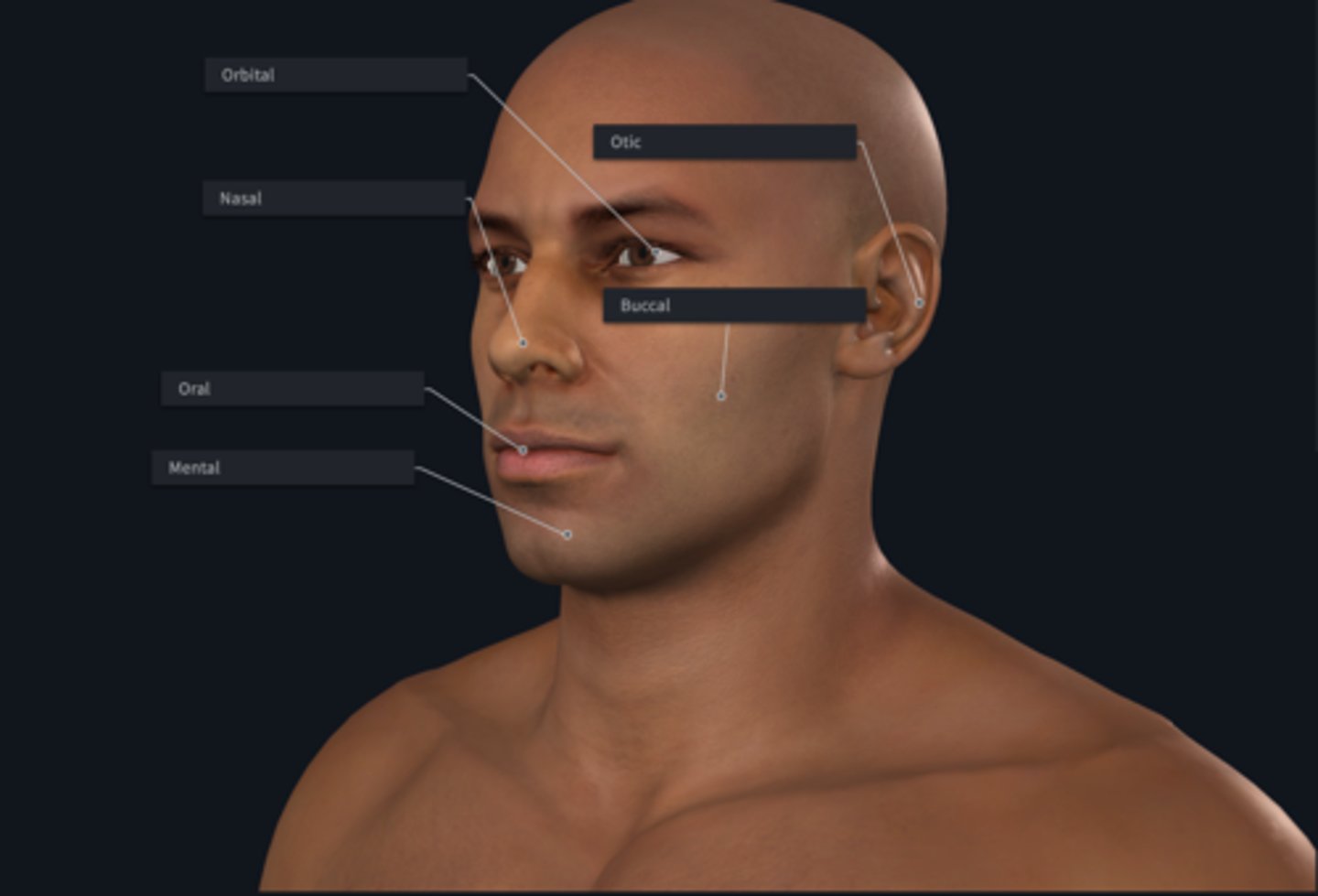 <p>The fascial region is subdivided into what subregions</p>
