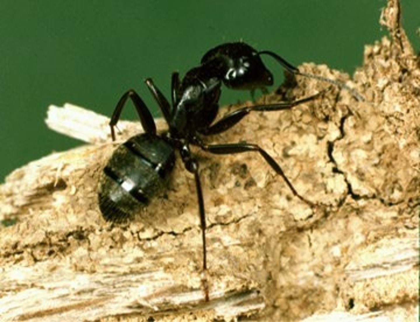 <p>the ants</p>