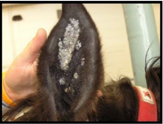 <ul><li><p><strong>flat cutaneous lesion inside pinna</strong></p></li><li><p>can be very large</p></li><li><p><strong>benign</strong></p></li><li><p><strong>not pruritic or painful</strong></p></li></ul><p></p>