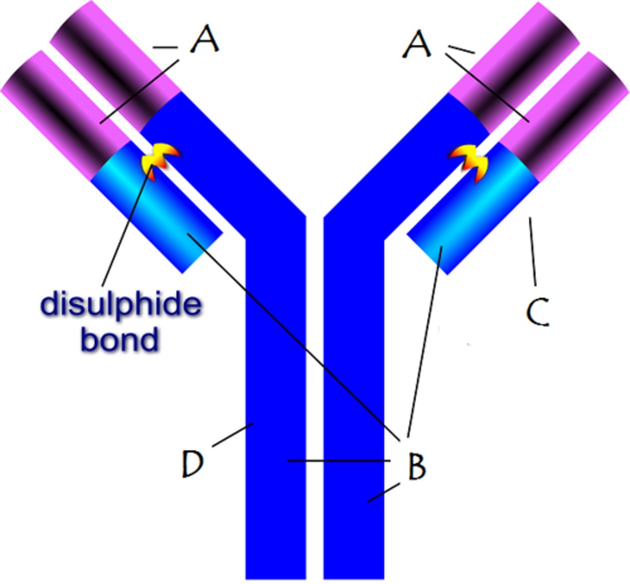 <p>heavy chain of an antibody</p>