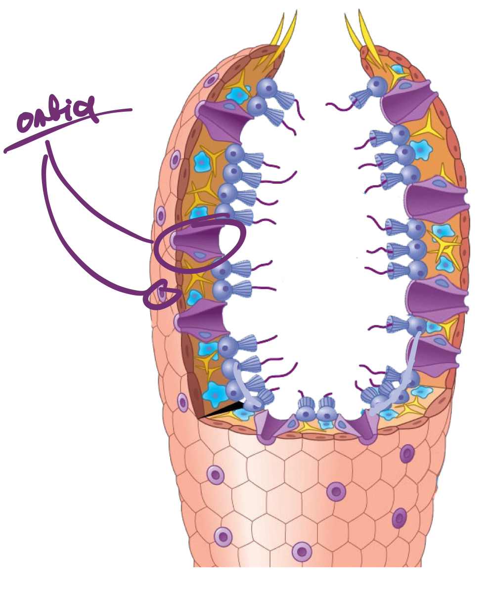 <p>Pores for water to get in and out of the sponge.</p>