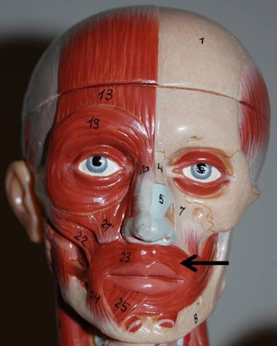 <p>Origin: Maxilla and mandible; muscles around the mouth</p><p>Insertion: Encircles mouth; inserts into corners of mouth</p><p>Action: Compress & purse lips</p>