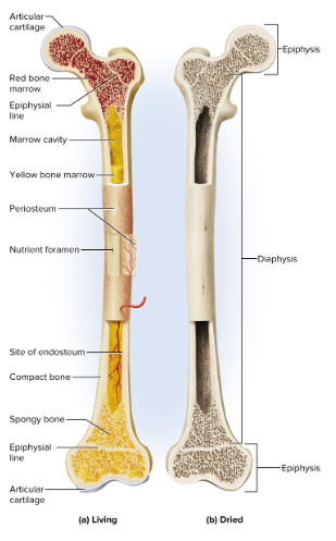 <p>Long bones</p>