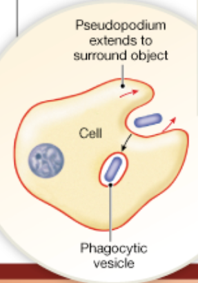 Chapter 2

What is phagocytosis