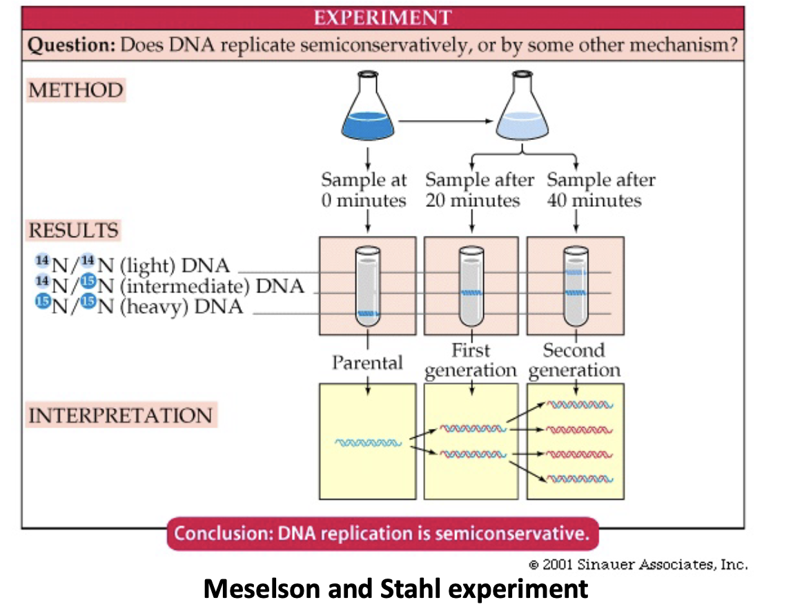 <ul><li><p>proved it was semiconservative</p></li><li><p>labeled DNA by growing bacteria with a heaver isotope of Nitrogen</p></li><li><p>15N made the DNA heavy allowing it to be distinguished when centrifuged in cesium chloride</p></li><li><p>after the 1st duplication, half as heavy, since half was normal weight</p></li><li><p>after second duplication same thing occurred which could only occur if it was semiconservative replication</p></li></ul>