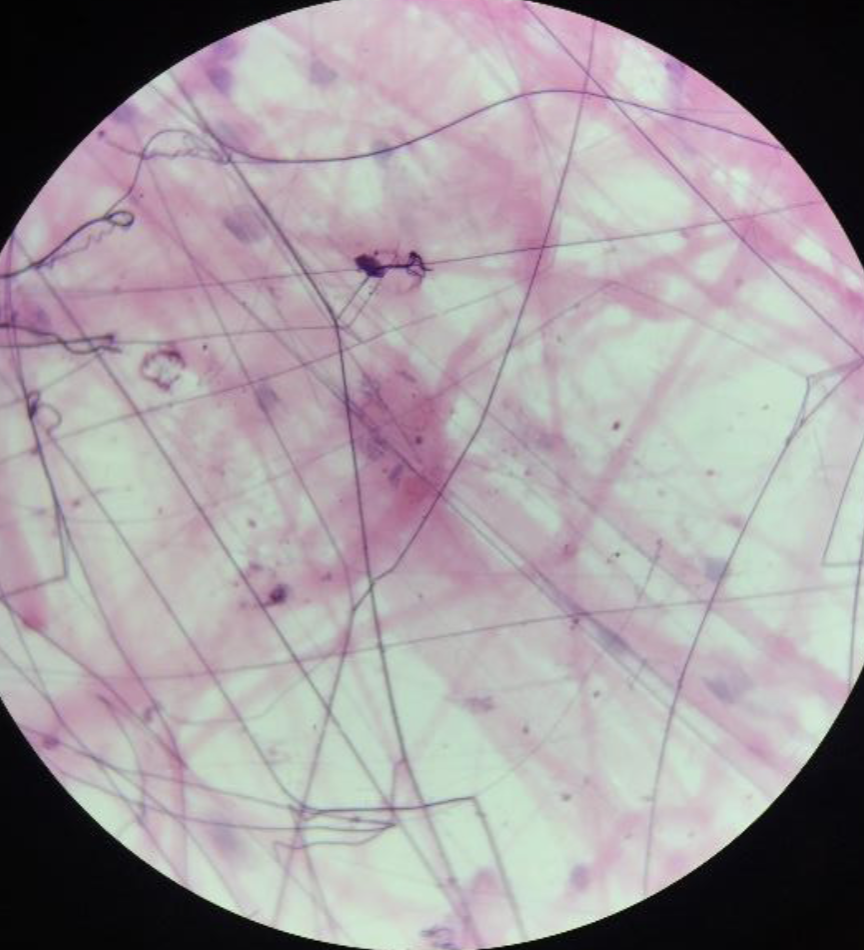<ol><li><p><strong>Name the tissue type</strong></p></li><li><p><strong>Name the cell type</strong></p></li></ol><p></p>