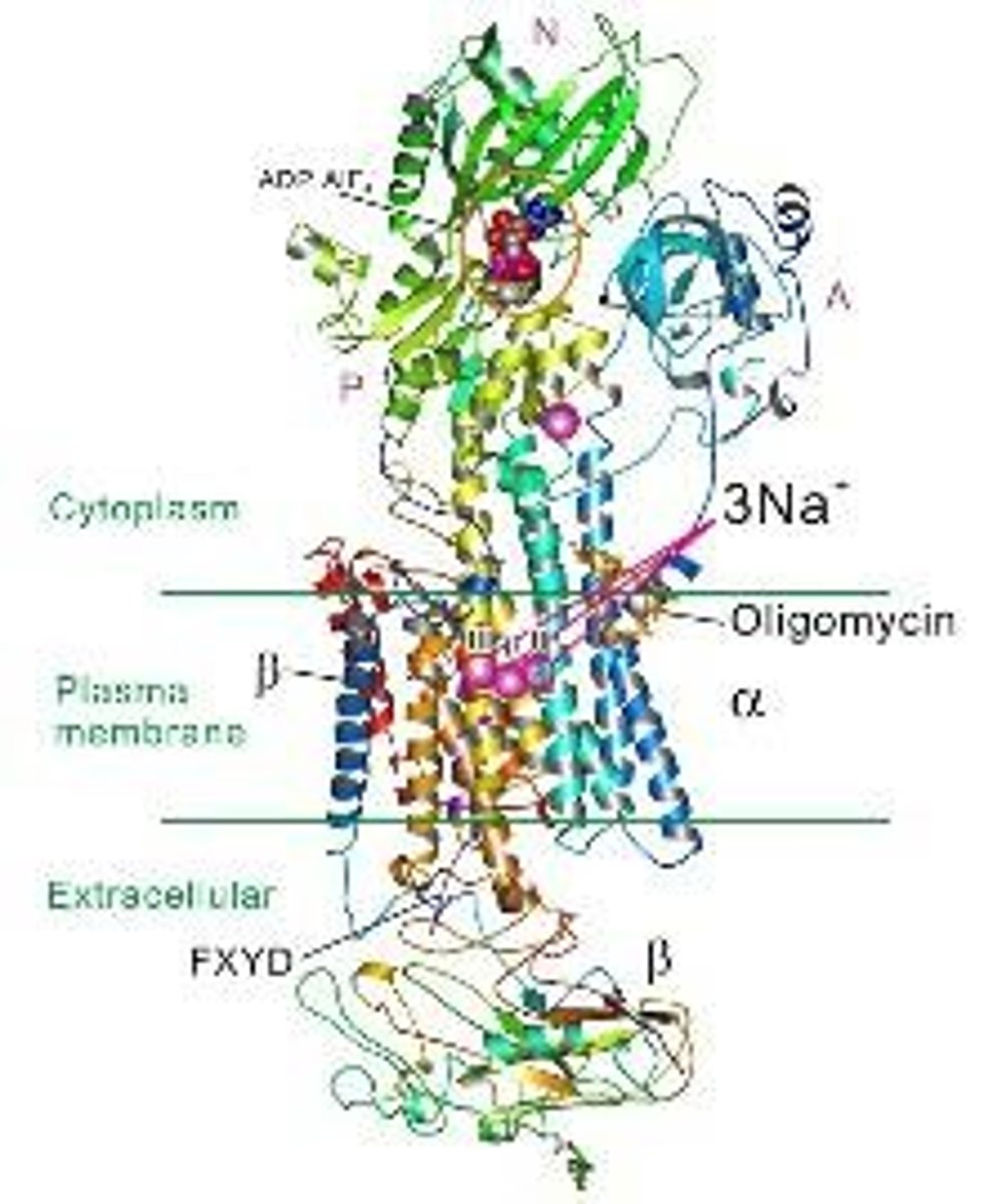 <p>It catalyzes the hydrolysis of ATP to ADP and Pi, releasing energy.</p>