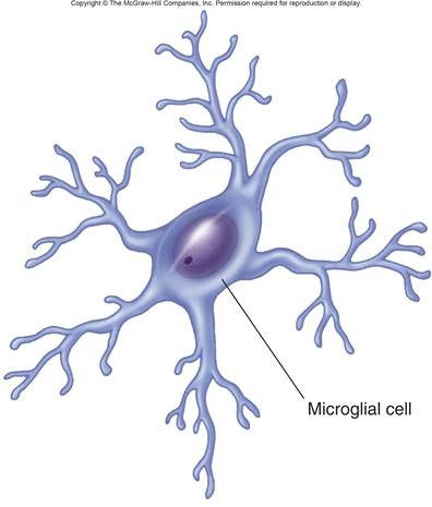 become mobile & phagocytic in response to inflammation (they seek out and phagocytize necrotic tissue, microorganisms, and foreign substances that invade the CNS)