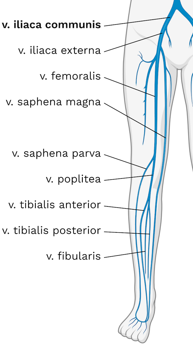 <p>v.saphena magna </p>