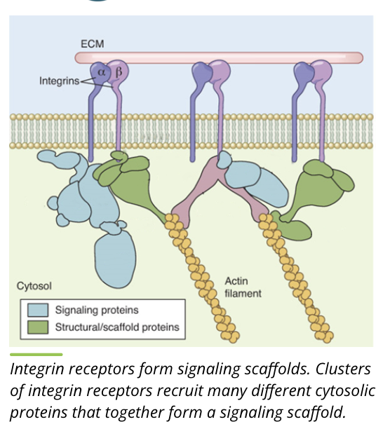 <ul><li><p>transmembrane scaffolds are different from other membrane receptors in that they do not always have a distinct single function</p></li><li><p>this type of receptor tends to form in large clusters of receptors abd signalling proteins with complex interactions</p></li><li><p>by doing this, they can regulate signal transduction</p></li><li><p>the scaffold proteins themselves determine which signalling proteins can ind to a complex, associating with the membrane receptor, and form what is called a signalling scaffold </p></li></ul><p></p><p>Functions</p><ul><li><p>bring signalling proteins together</p></li><li><p>regulate signal transduction</p></li><li><p>localize signalling proteins to specific cellular areas</p></li><li><p>isolate specific signalling pathways</p></li></ul><p></p>