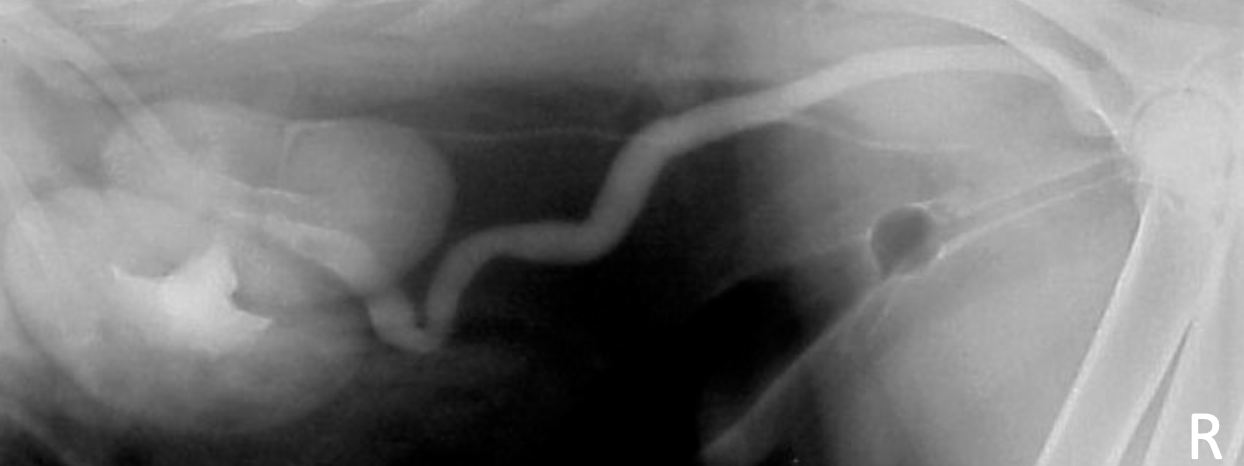 <p>female dog with history of incontinence since birth </p>