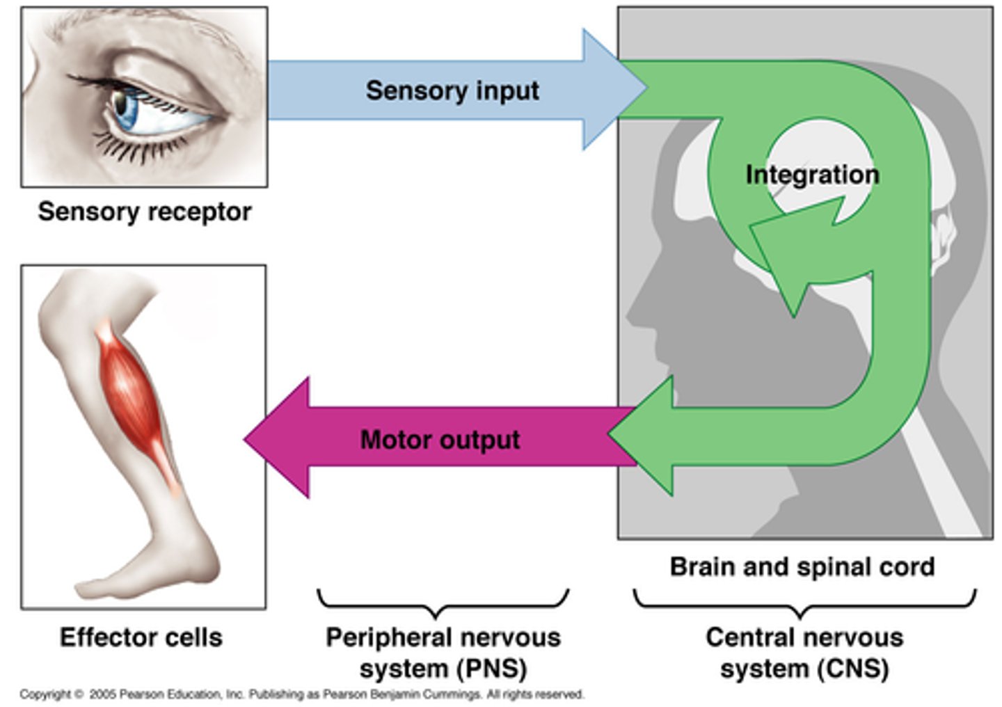 <p>-Sensory (afferent) division “inputs” info to the brain and spinal cord (control centers)</p><p>-Brain + spinal cord integrate info and control effectors through motor (efferent) division (“output”)</p>