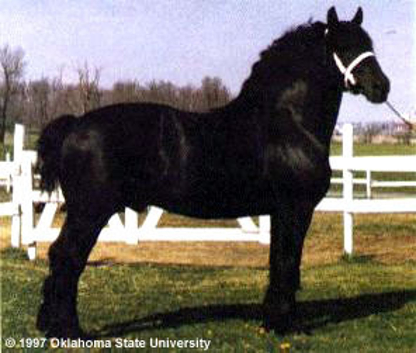<p>draft horse:</p><p>originated in France; black or gray or a combination; no feathering; much knee and hock action</p>