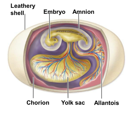 <p>What are the four membranes of an amniotic eggs and its function</p>