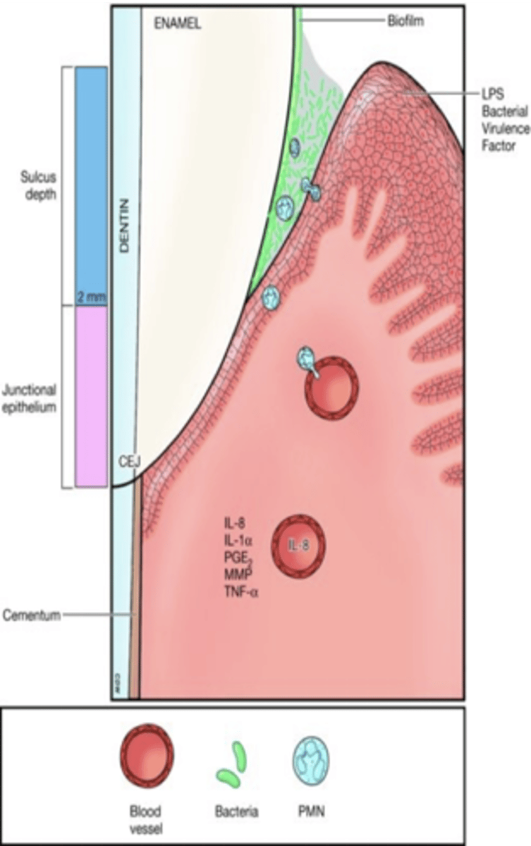 <p>bacteria colonization near gingival margin, increased vascular dilation and crevicular fluid, neutrophils migrate to the sulcus and at this stage gingiva looks healthy and changes that are occurring are microscopic, initial biofilm accumulation is supra gingival, gram negative bacteria activate complement system</p>