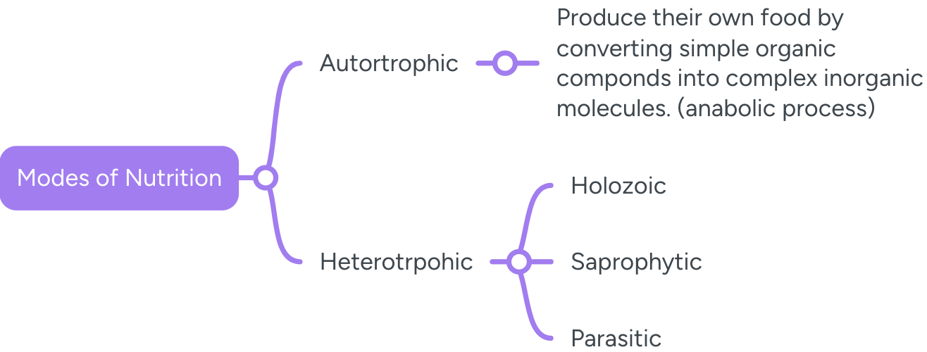 <ol><li><p>Autotrophic Nutriton </p><ol><li><p>Organisms are able to produce their own food.</p></li><li><p>Includes photosynthetic organisms like green plants , bacteria.</p></li><li><p><strong>Anabolic Process</strong> - converting simple organic molecules into complex inorganic compounds is known as the anabolic process.</p></li></ol></li><li><p>Heterotrophic Nutrition -  derive their nutrition from other living or dead sources</p><ol><li><p>Holozoic - They eat food as a whole and digest it. (Examples - humans , tigers , amoeba)</p></li><li><p>Parasitic - Depend on the host for nutrition , they harm but do not kill the host. (Examples - cuscuta , tapeworm , ringworm , leech)</p></li><li><p>Saprotrophic </p><ol><li><p>Derive nutrition from dead and decaying organic matter. </p></li><li><p>Converts complex organic matter into simple inorganic forms by releasing chemicals</p></li><li><p>Also known as decomposers</p></li><li><p>Examples - bacteria , microorganisms and mushrooms</p></li></ol></li></ol></li></ol><p></p>
