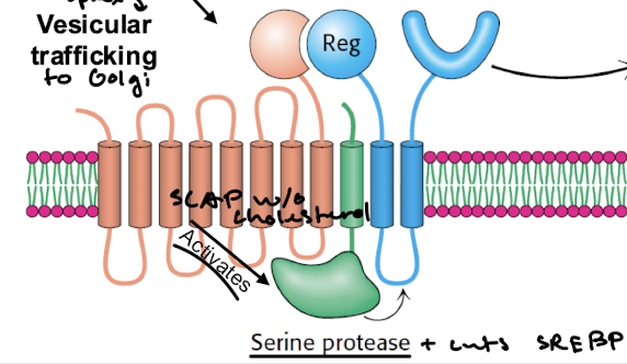 <p>SREBP cleavage activating protein (SCAP)</p>