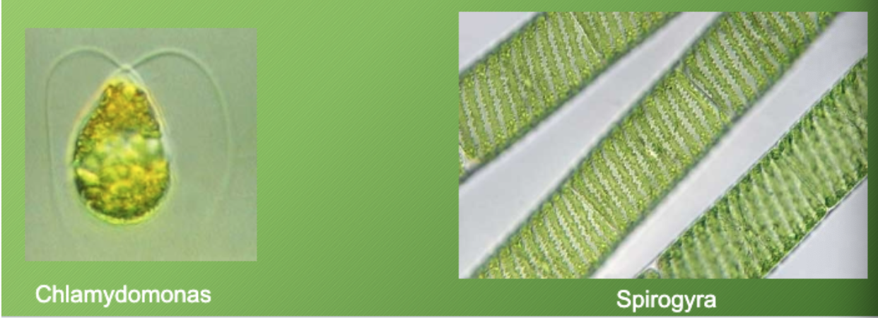 <ol><li><p>Starch storage </p></li><li><p>Cellulose call wall </p></li><li><p>Photosynthetic</p></li></ol><p></p>