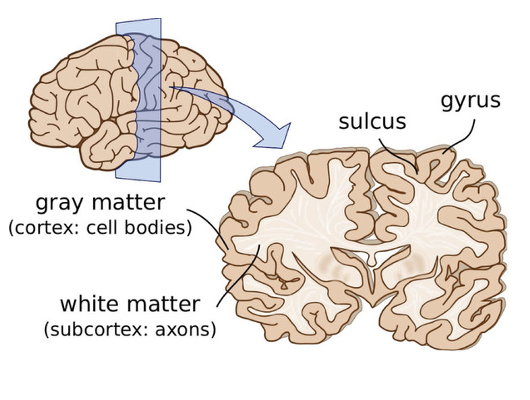 <p>telencephalon </p>