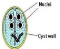 <p>Oval and thick-walled with 4 nuclei. <u>It divides through binary fission. </u>Each cyst gives rise to two trophozoites during excystation in the intestinal tract</p>