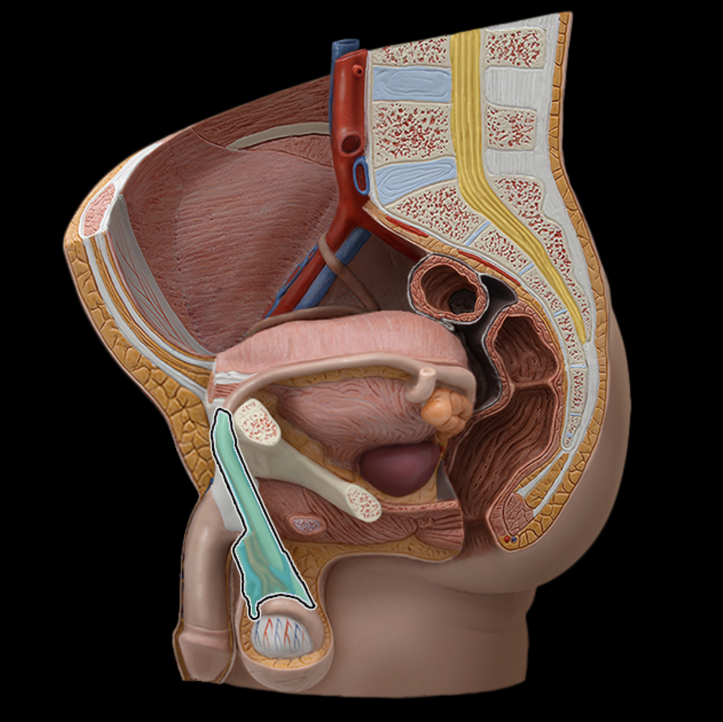 <p>What structure is shown?</p>