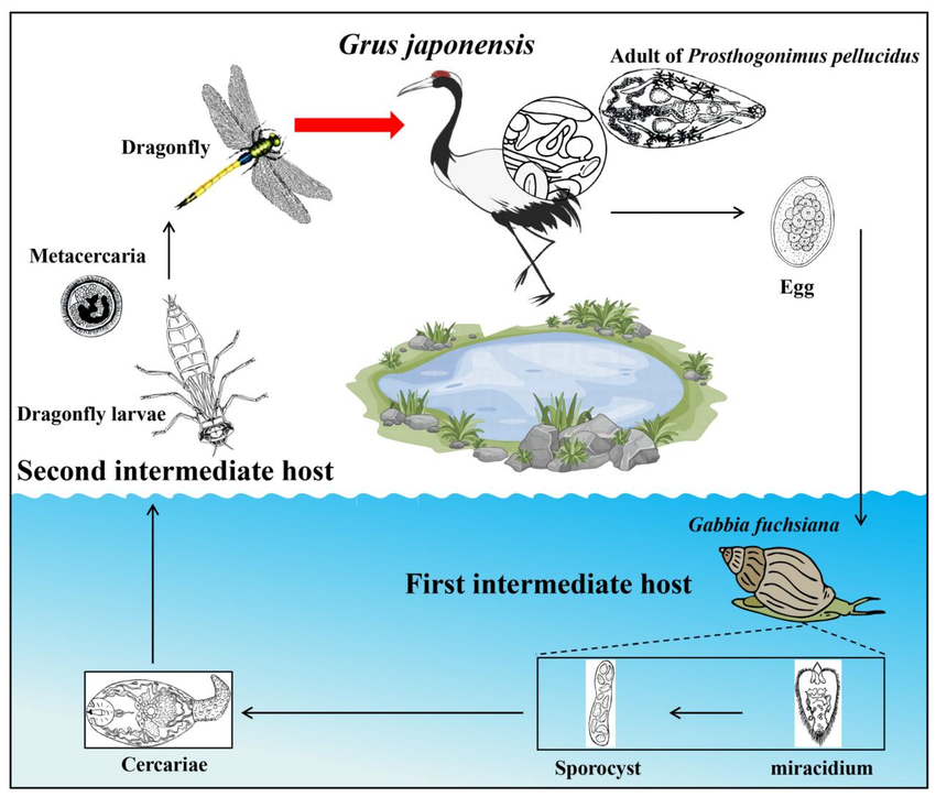 <p><strong>fam. Prosthogonimidae, within order Plagiorchiidae. Trematode.</strong></p><ul><li><p>Indirect LC</p></li><li><p><strong>FH</strong>: birds</p></li><li><p><strong>IH</strong>: 1st: snails, secondary: dragonflies. </p></li><li><p><strong>Location</strong>: oviduct and bursa. </p></li><li><p>infective stage: <strong>Metacercariae </strong>(trematode typical). </p></li><li><p>Process: </p><ol><li><p>Adults in bursa + oviduct in bird → eggs released with feces</p></li><li><p>snails ingest the eggs (miracidium → redia → cercariae)</p></li><li><p>2nd IH eats snails (encyst as metacercariae)</p></li><li><p>FH eats dragonflies → excyst in bird intestine → bursa or oviduct - matures.</p></li></ol></li></ul><p></p>
