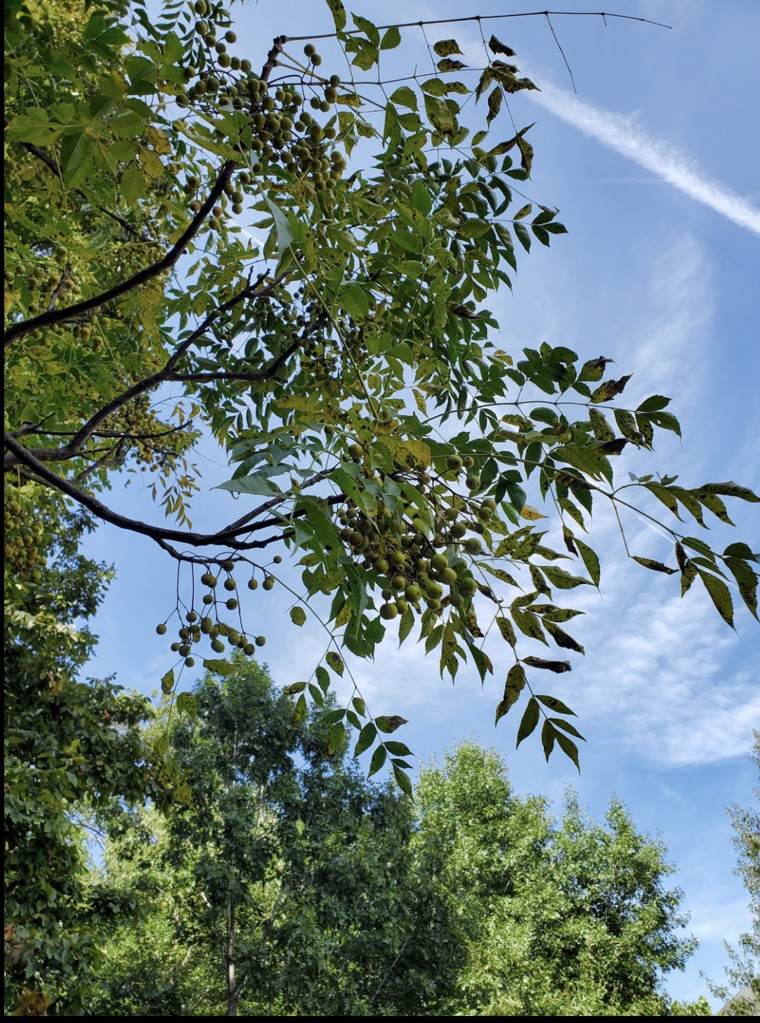 <p>chinaberry </p>