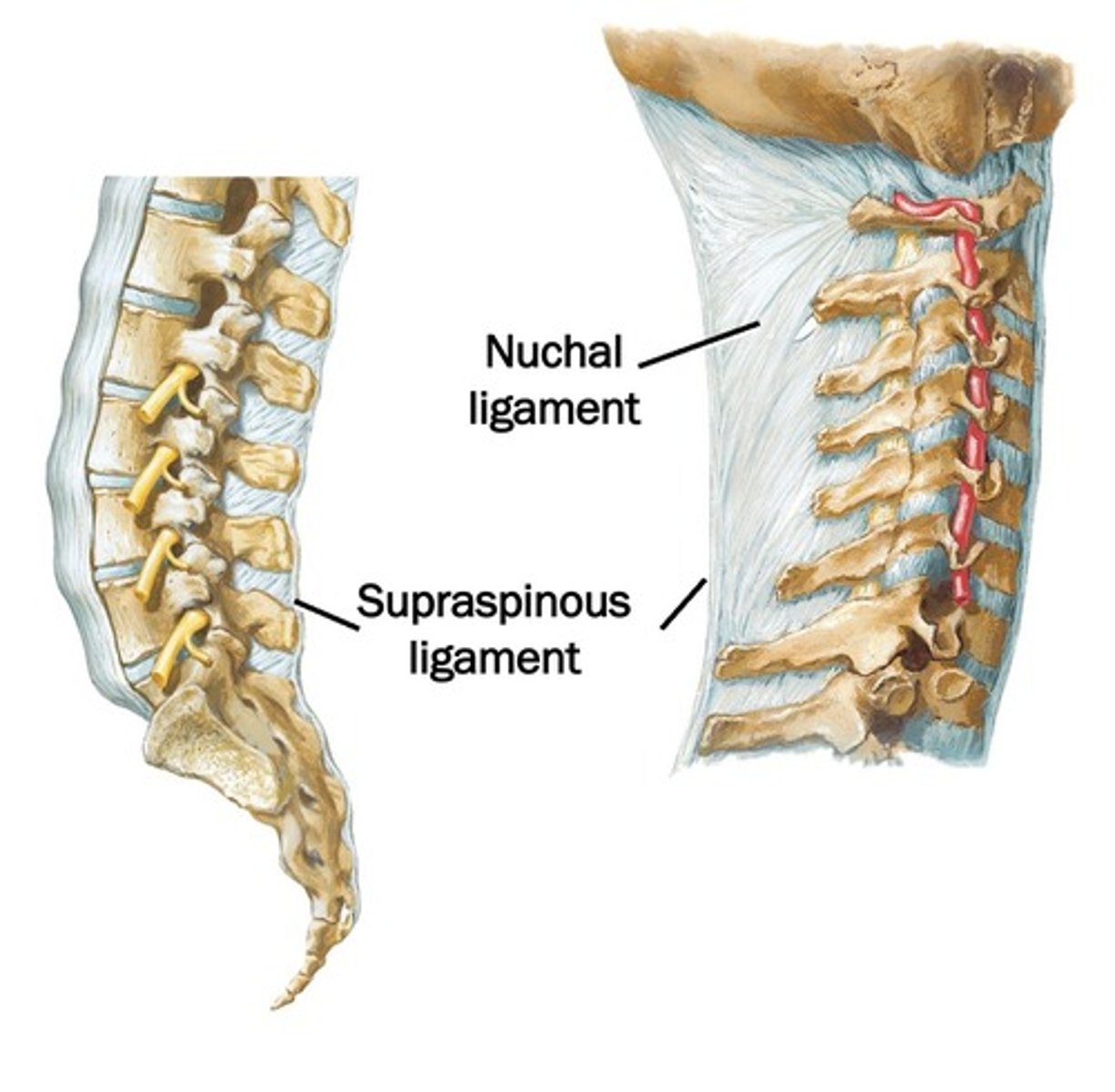 <p>What ligament of the vertebral column:</p><p>- Starts at the external occipital protuberance through the C7 Spinous process</p><p>- Also C1 posterior tubercle and C2-C6 spinous processes -> from median fibrous septum between R & L muscles</p><p>- Attachment for trapezius, rhomboid minor, serratus posterior superior and splenius.</p>