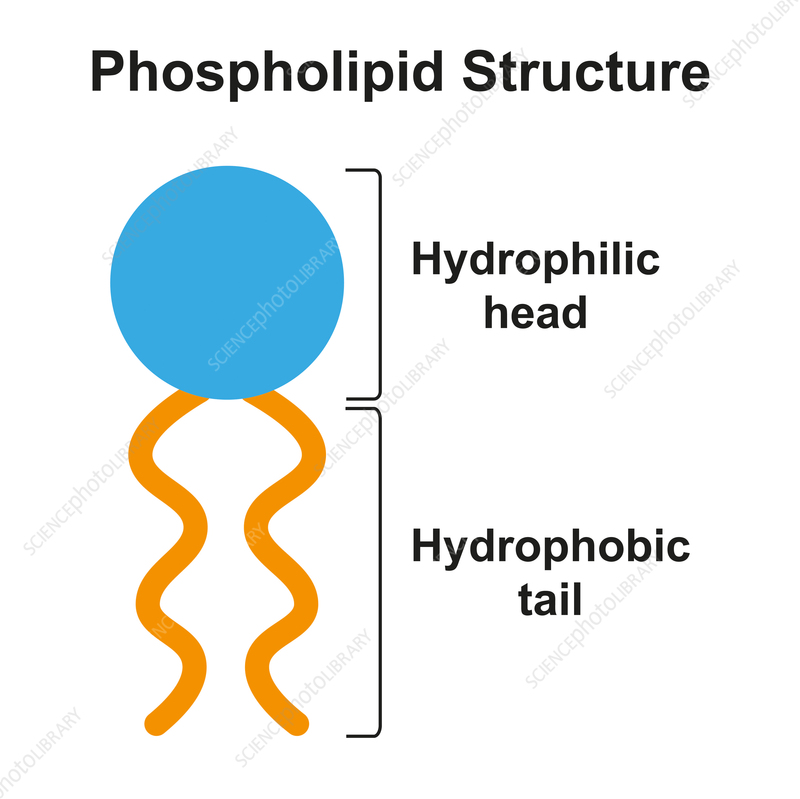 <p>type of fat molecule that contains phosphate group</p>