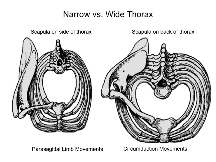 <p><span>the relative breadth (side-to-side) and depth (front-to-back) of the torso corresponds with shoulder joint placement</span></p><p><span>differences are correlated with&nbsp;<u>non-suspensory</u> vs. <u>suspensory </u>locomotor adaptations. </span></p><ul><li><p><span><strong>Wide</strong> torsos are present in apes which have their scapula on the back of the torso. Because of this they have a <strong>wider</strong> <strong>range</strong> of motion as the shoulder joint faces away from the body. </span></p></li><li><p><span><strong>Narrow</strong> torsos are present in <strong>all other primates</strong> which have their <strong>scapula</strong> on the <strong>side </strong>of the torso. Becuase of this they have very narrow range of motion.&nbsp;</span></p></li></ul><p></p>