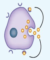 <p>A type of intercellular communication mechanism where autocrine hormone/chemicals affect the same cells.</p>