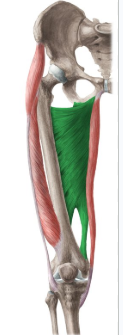 <p>adduction of hip (medial) - has 2 portions and is huge, lies just deep to adductor longus </p>