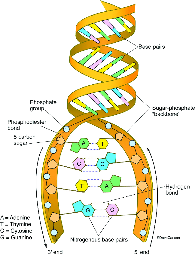 <ul><li><p>nucleotides link together to form strands through <strong>condensation polymerisation.</strong></p></li><li><p>nucleotides are <strong>joined together by phosphodiester bonds.</strong></p></li><li><p>the linkage of sugar and the phosphate group creates the ‘<strong>sugar phosphate backbone’</strong></p></li><li><p>two strands join together through <strong>complimentary based pairing.</strong></p></li><li><p>made of<strong> two polynucleotide chains</strong></p></li></ul><p></p>