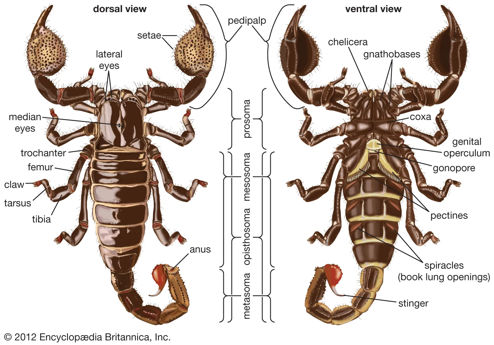 <p>in Order Scorpines, pedipalps are modified to be </p>