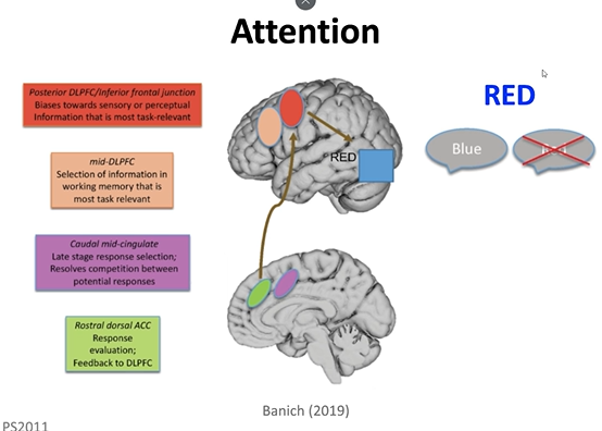 <p>- Posterior DLPFC/inferior frontal junction:</p><p>Biases towards sensory or perceptual information that is most task relevant</p><p>- Mid-DLPFC: Selection of information in working memory that is most task relevant</p><p>- Caudal mid-cingulate: Late stage response selection; Resolves competition between potential responses</p><p>- Rostral dorsal ACC:</p><p>Response evaluation; Feedback to DLPFC</p>