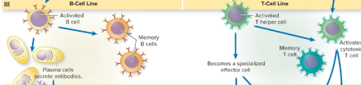 <ul><li><p><span style="color: blue">Activated T helper cells can: become a specialized effector cell, an activated cytotoxic T cell, and memory T cell</span></p></li><li><p><span style="color: red">Activated B cell leads to: memory B cells and plasma cells that secrete antibodies</span></p></li></ul>