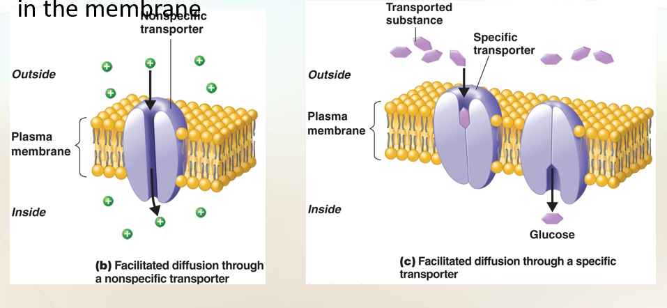<p>Facilitated diffusion </p>