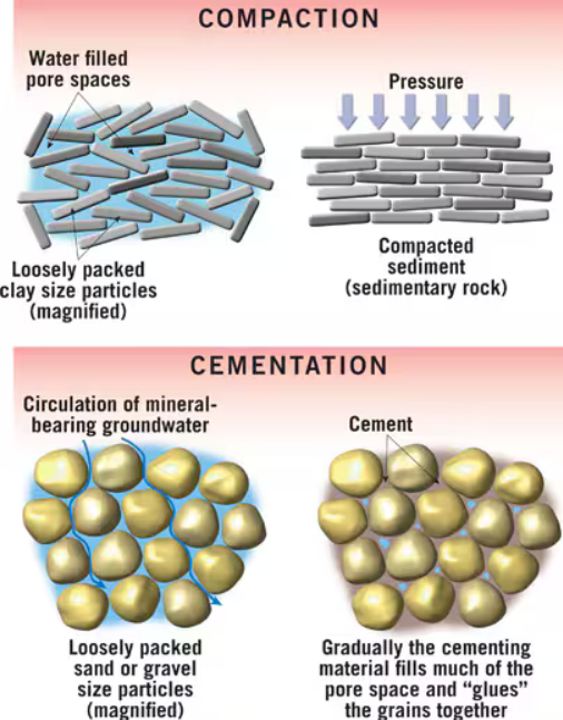 <p>Lithification</p>