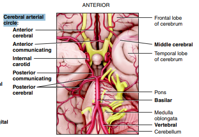 <ol><li><p>Anterior Cerebral</p></li><li><p>Anterior Communicating</p></li><li><p>Posterior Communicating</p></li><li><p>Posterior Cerebral</p></li><li><p>Middle Cerebral</p></li><li><p>Internal Carotid</p></li><li><p>Basilar</p></li><li><p>Vertebral</p></li></ol><p></p>