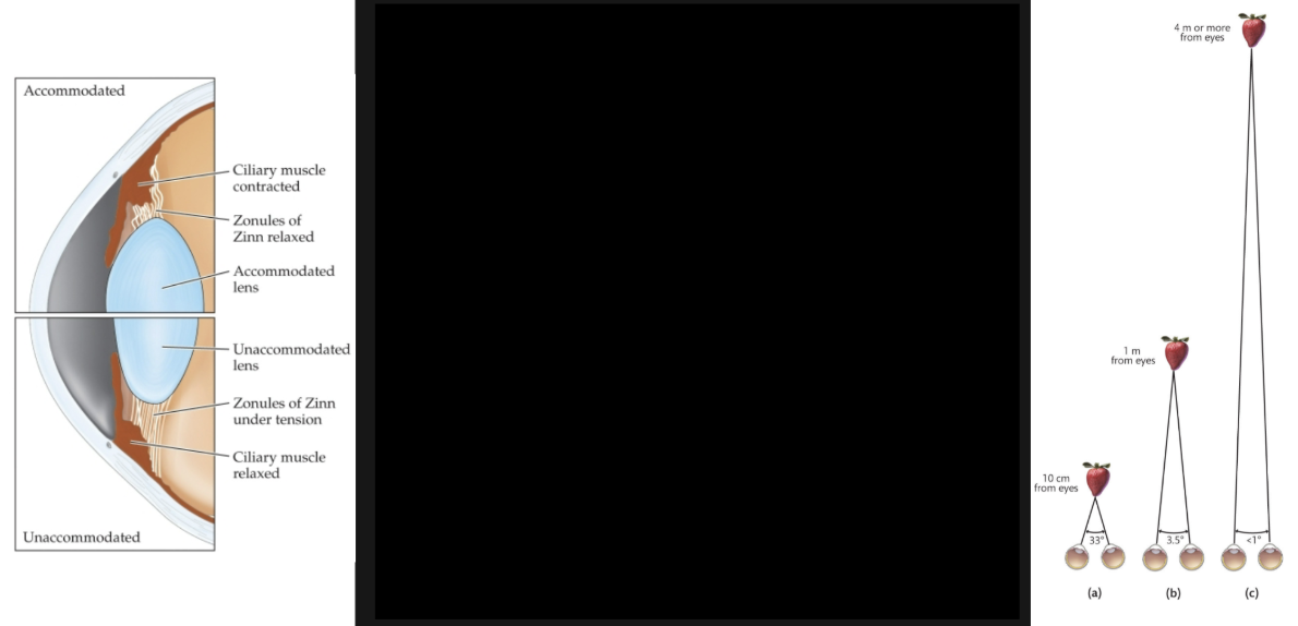 <p>eye muscle feedback. relative (<span>not precise measurement).</span></p><p><span data-name="arrow_right_hook" data-type="emoji">↪</span> Accommodation – Ciliary muscles adjust the lens to focus on near objects. Provides depth info but is limited beyond 1-2 meters.</p><p><span data-name="arrow_right_hook" data-type="emoji">↪</span> Convergence – Eyes rotate inward to focus on close objects. Stronger than accommodation but only effective within 2 meters.</p>