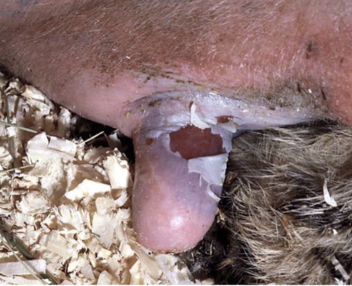 <p>which species of Staphylococcus commonly causes mastitis in cattle?</p>