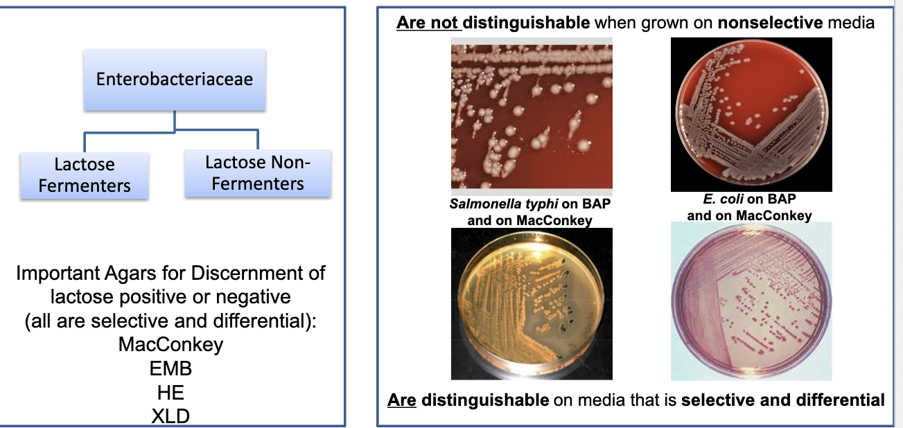 <p>this bacteria from fecal (stool) samples needs to be differentiated since GI tract has a lot of normal bacterial flora. are not distinguishable when grown on nonselective media: they all look the same. pathogenic bacteria in fecal samples are lactose negative, so look for lactose negative colonies (lactose positive = pink)</p>