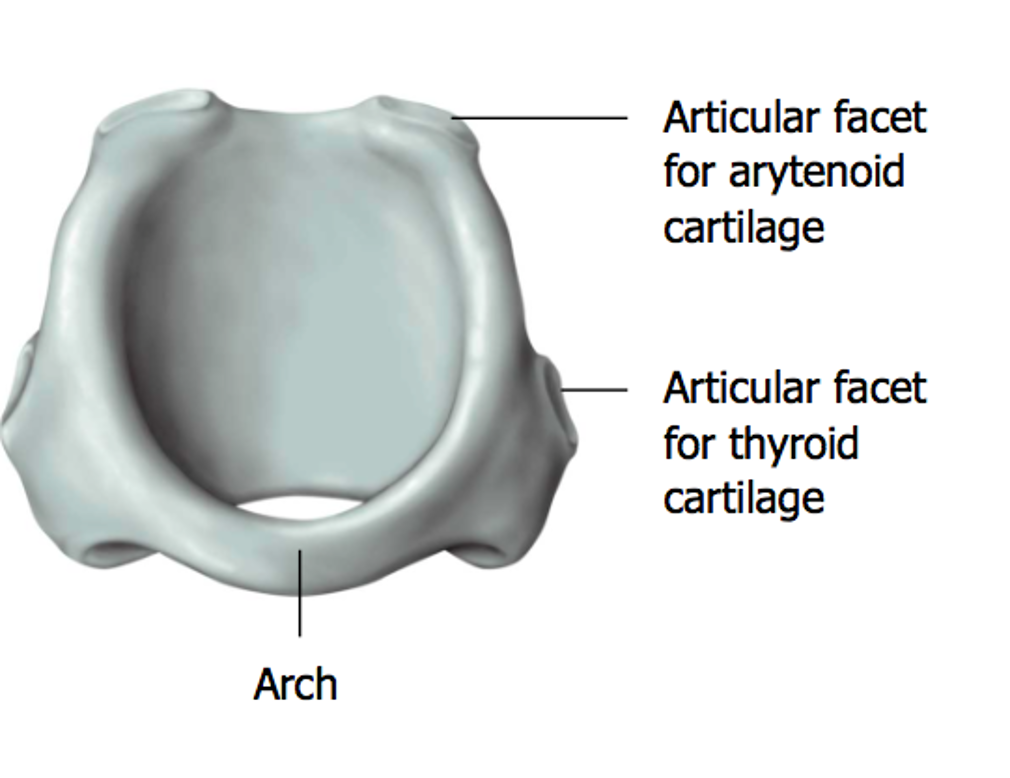 <p>2nd largest; encircles the larynx</p>