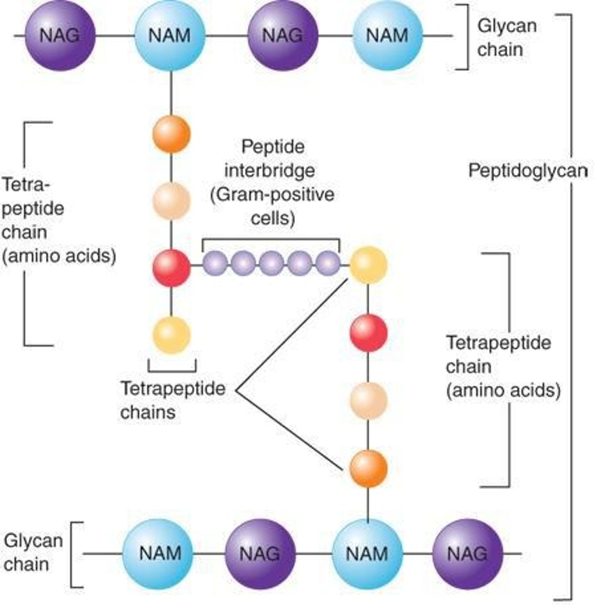 <p>In gram-positive bacteria, the peptidoglycan forms a multilayered, three-dimensional structure.</p>