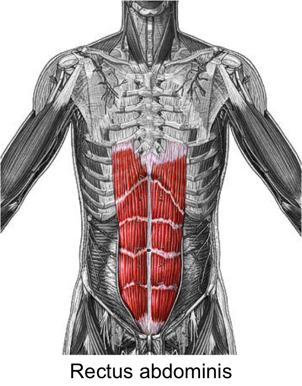 <p>Rectus abdominis</p>