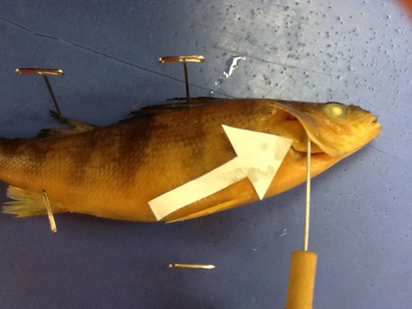 <p>Paired external respiratory organs for gas exchange in water</p>