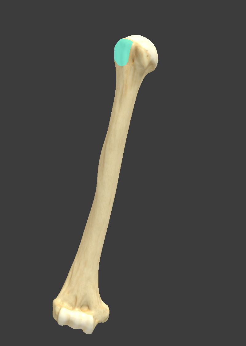 <p>Name and bone</p>