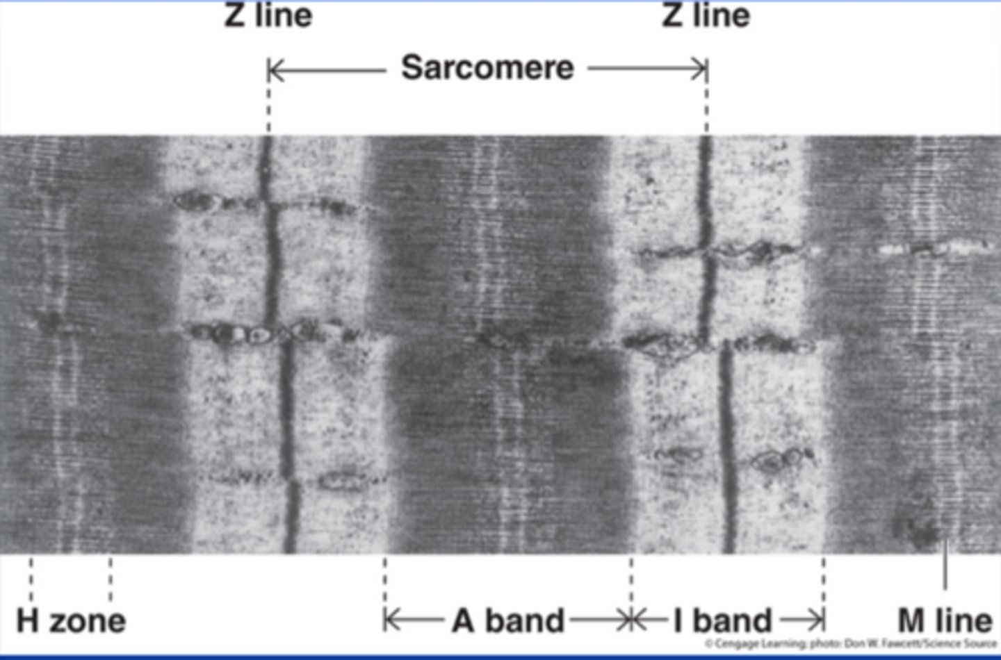 <p>structural element, fiber that holds the sarcomere together</p>
