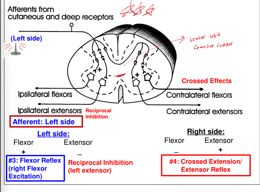 <p>Reciprocal inhibition and crossed effects in reflex</p>